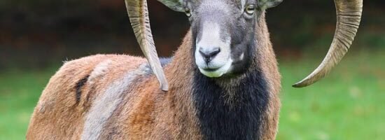 Muflón 